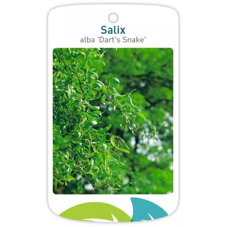 Salix alba 'Dart's wierzba biała