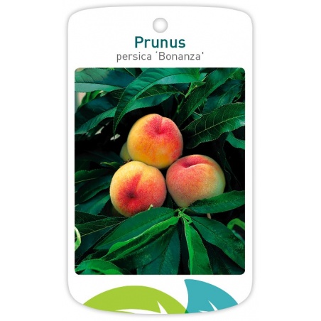 Prunus persica 'Bonanza' (Peach)