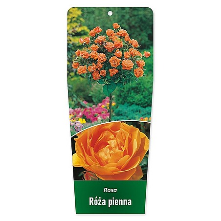 Rosa Róża pienna