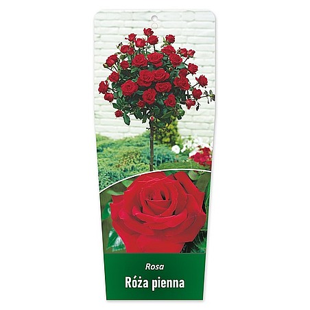 Rosa Róża pienna