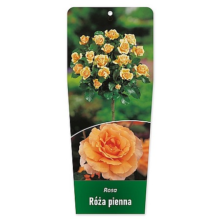 Rosa Róża pienna