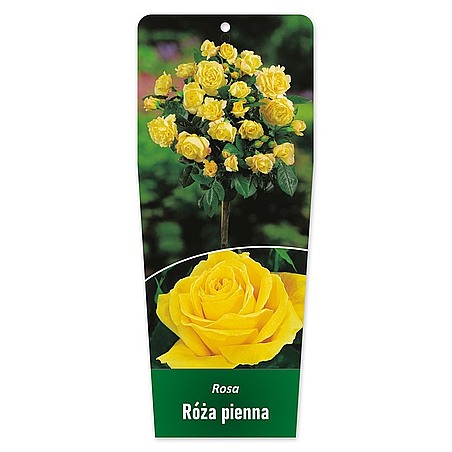 Rosa Róża pienna