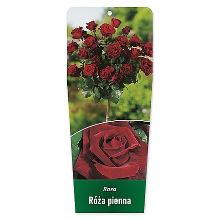 Rosa Róża pienna