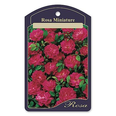 Rosa Róża miniaturowa