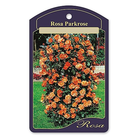 Rosa Róża parkowa