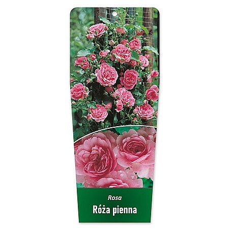 Rosa Róża pienna