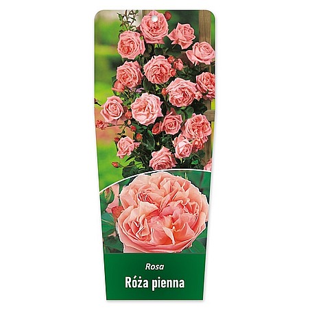 Rosa Róża pienna