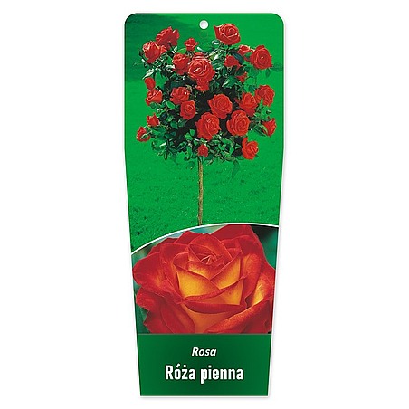 Rosa Róża pienna