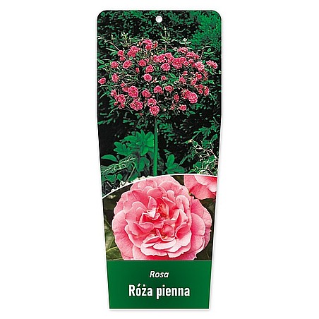 Rosa Róża pienna