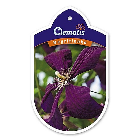 Clematis