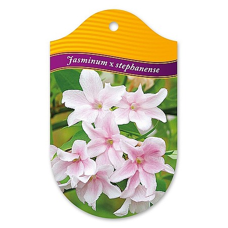 Jasminum stephanense (x)