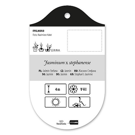 Jasminum stephanense (x)