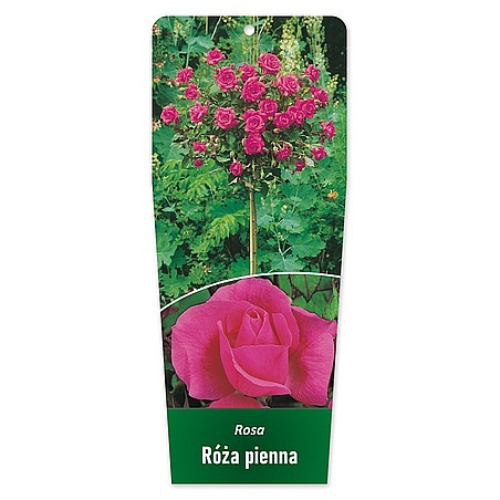 Rosa Róża pienna