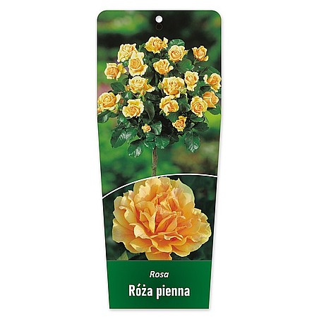 Rosa Róża pienna