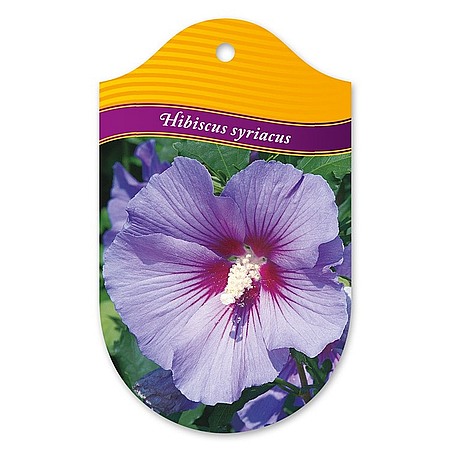 Hibiscus syriacus