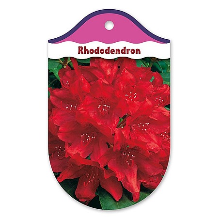 Rhododendron