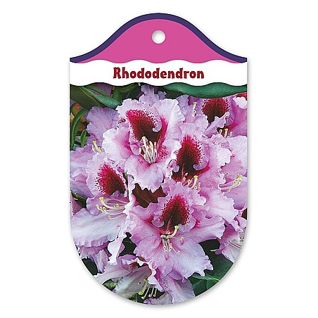 Rhododendron