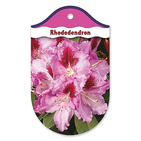 Rhododendron