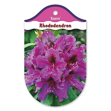 Rhododendron