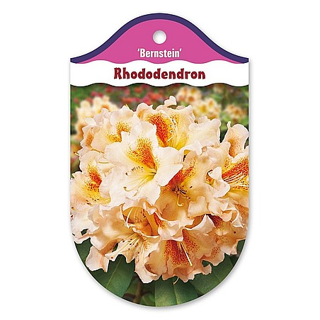 Rhododendron