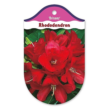 Rhododendron