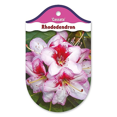 Rhododendron