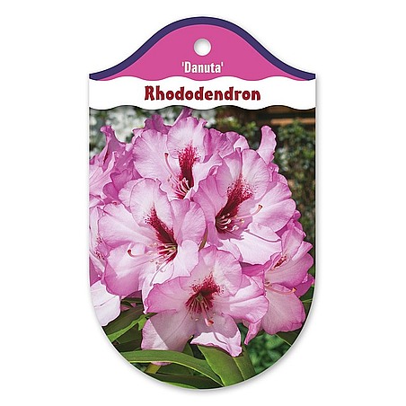 Rhododendron