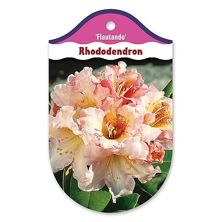 Rhododendron