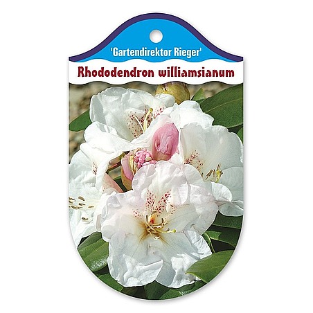 Rhododendron