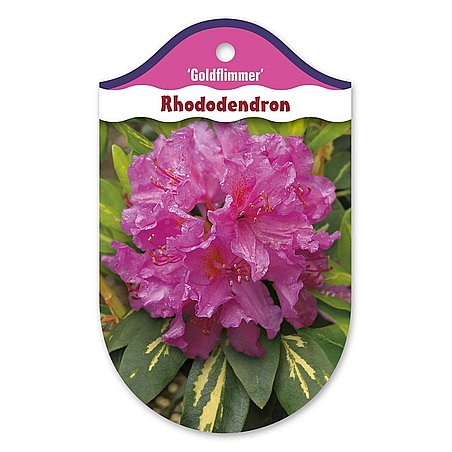 Rhododendron