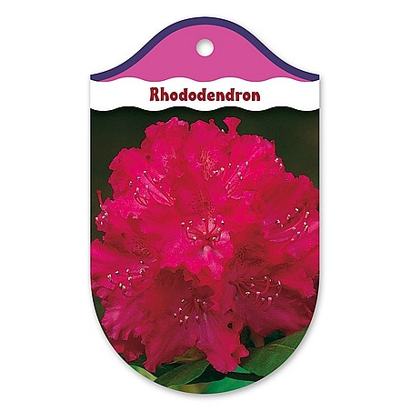 Rhododendron