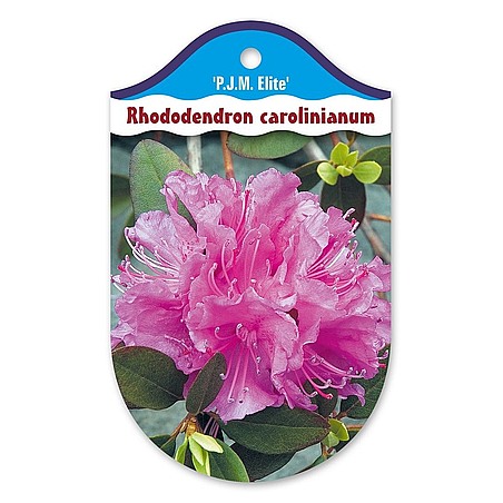 Rhododendron