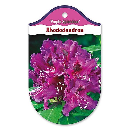 Rhododendron