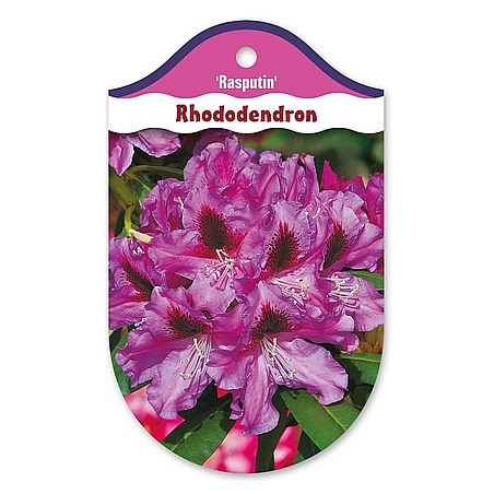 Rhododendron