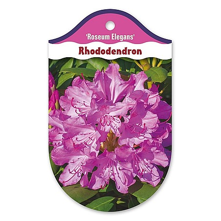 Rhododendron