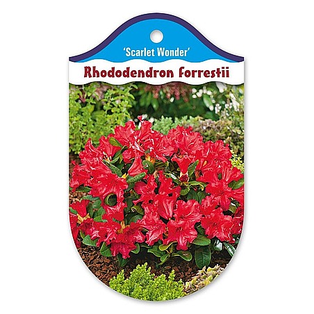 Rhododendron