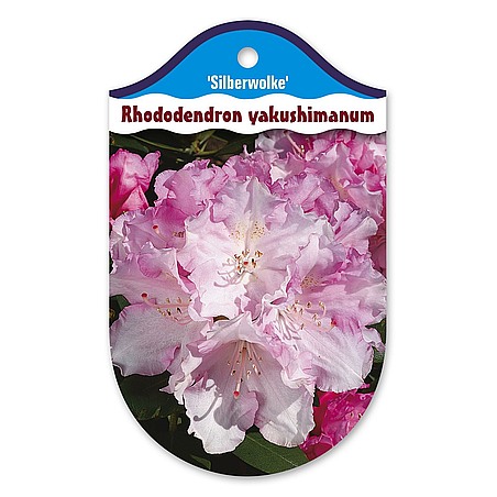 Rhododendron