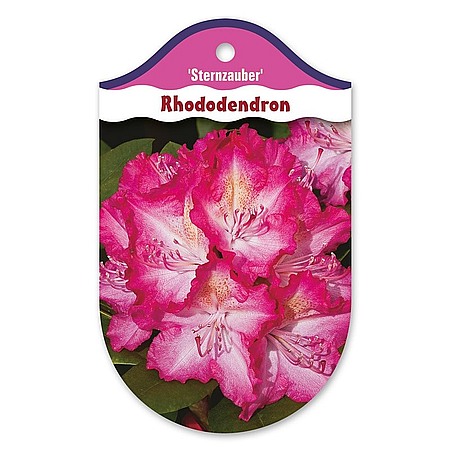 Rhododendron