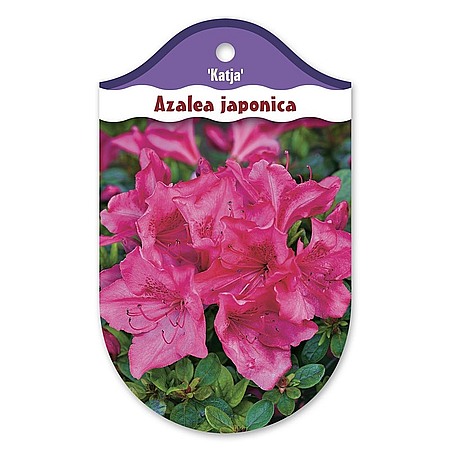 Rhododendron  Azalia japońska