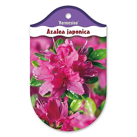 Rhododendron  Azalia japońska