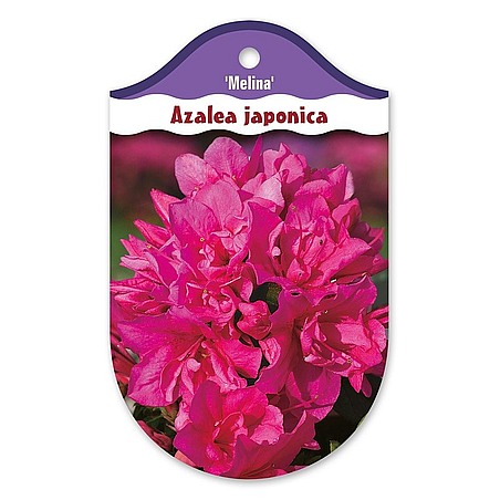 Rhododendron  Azalia japońska