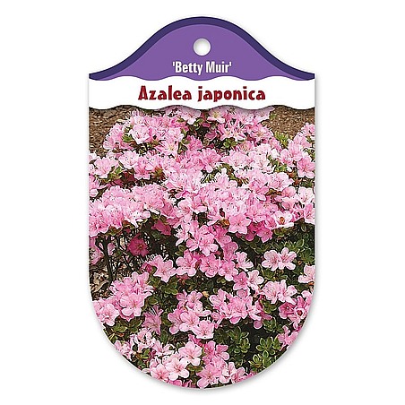 Rhododendron  Azalia japońska