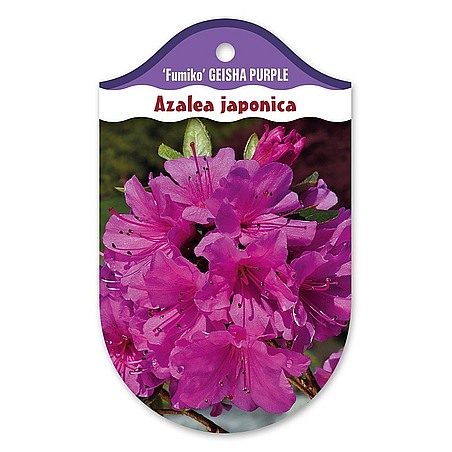 Rhododendron  Azalia japońska