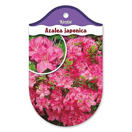 Rhododendron  Azalia japońska