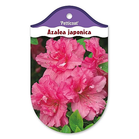 Rhododendron  Azalia japońska