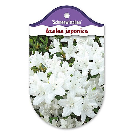 Rhododendron  Azalia japońska