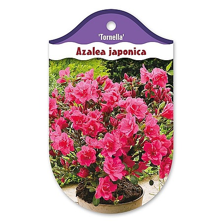 Rhododendron  Azalia japońska