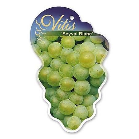 Vitis