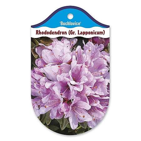 Rhododendron