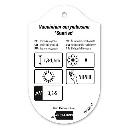 Vaccinium corymbosum